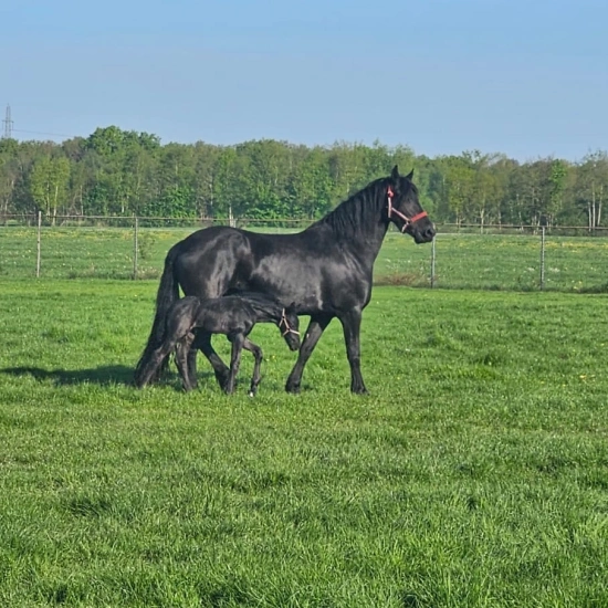Friese paarden