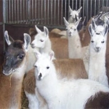 Lama's