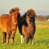 Shetland pony's 