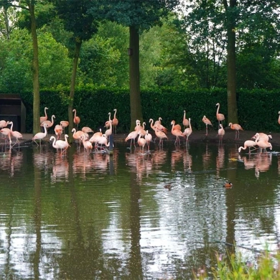 Flamingo's