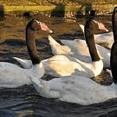 Zwanen