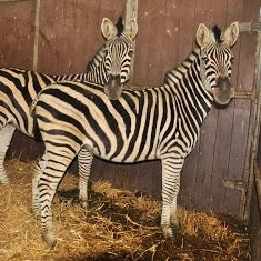Zebra's