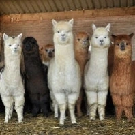 Alpaca's