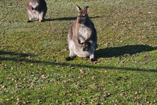 Waar verblijven de dieren? 0
