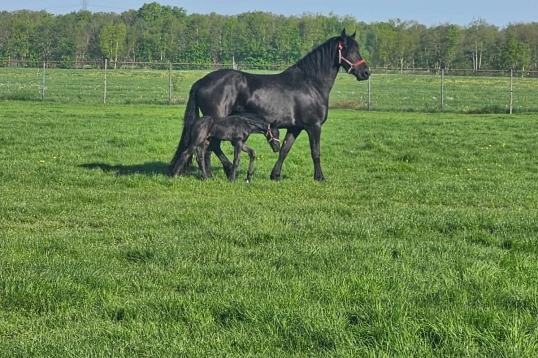 Waar verblijven de dieren? 1